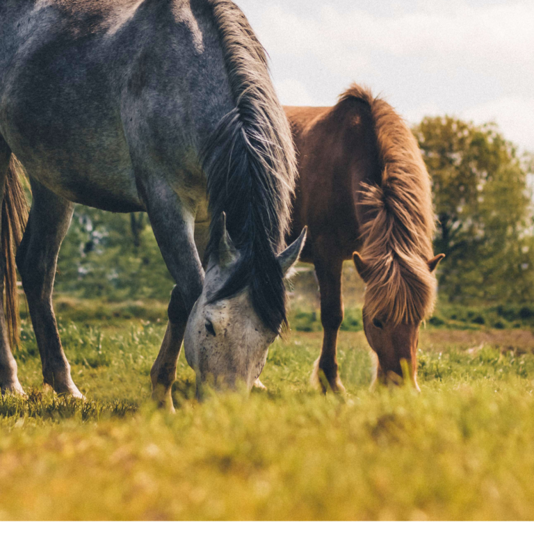 DERBY Timothee-Gras Pur 15 kg – sieczka z tymotki